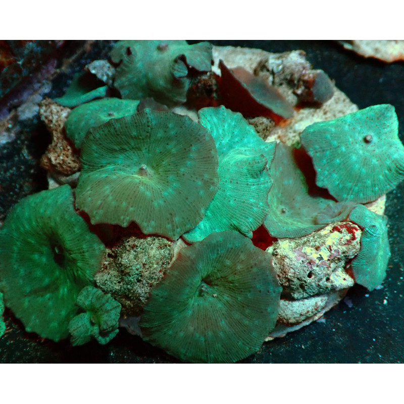 Rhodactis bleu WYSIWYG