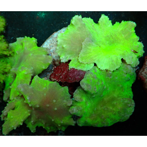 Sinularia dura WYSIWYG