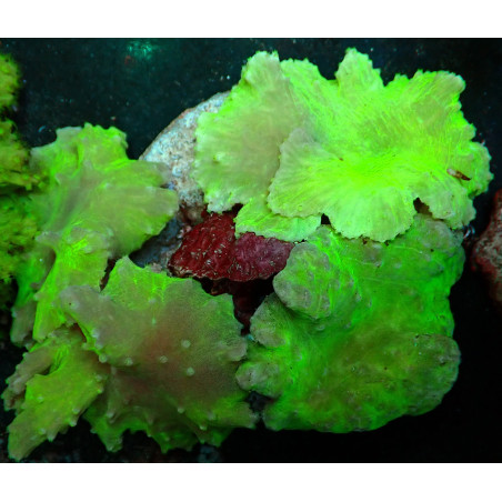 Sinularia dura WYSIWYG