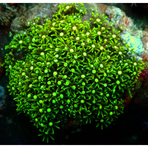 Pachyclavularia WYSIWYG