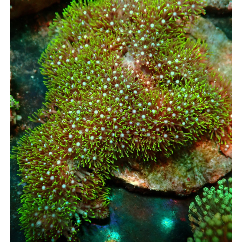 Pachyclavularia WYSIWYG