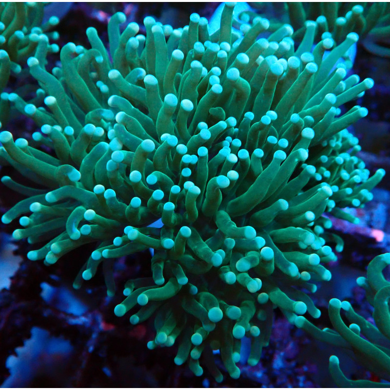 Euphyllia Glabrescens F1 WYSIWYG