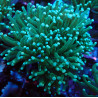 Euphyllia Glabrescens F1 WYSIWYG