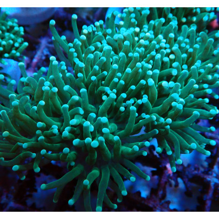 Euphyllia Glabrescens G1 WYSIWYG