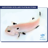 Amphiprion ocellaris Platinium storm élevage ACDP