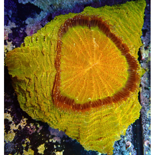 Acanthophyllia 8-12cm WYSIWYG