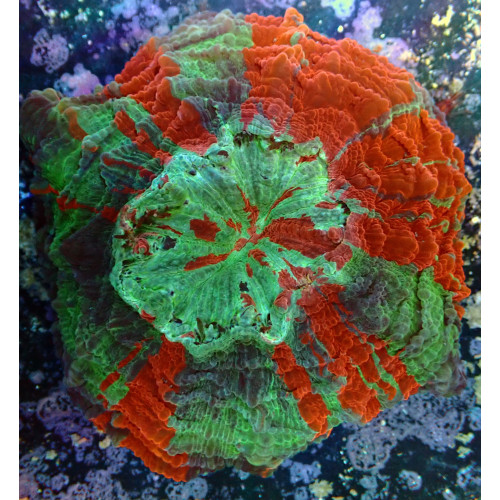 Acanthophyllia WYSIWYG