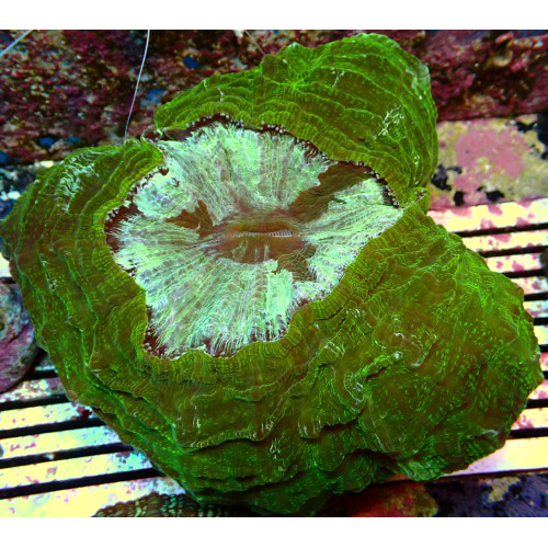 Acanthophyllia WYSIWYG