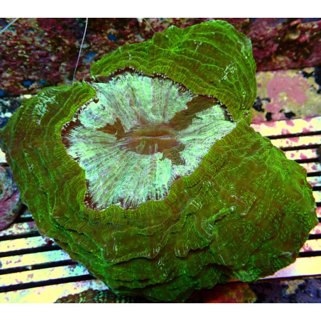 Acanthophyllia WYSIWYG