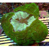 Acanthophyllia WYSIWYG