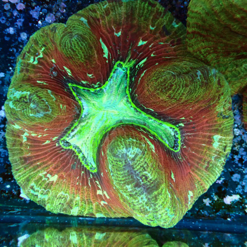 Trachyphyllia 6-8cm WYSIWYG
