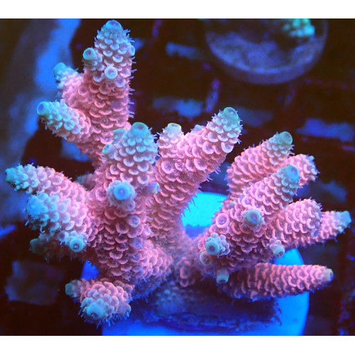 Acropora millepora WYSIWYG