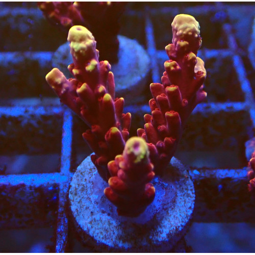 Acropora Fox Flame WYSIWYG