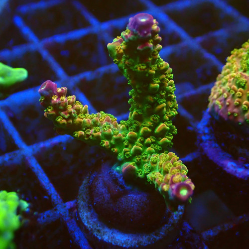 Acropora Rainbow loom WYSIWYG