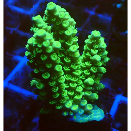Acropora Tenius WYSIWYG