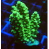 Acropora Tenius WYSIWYG