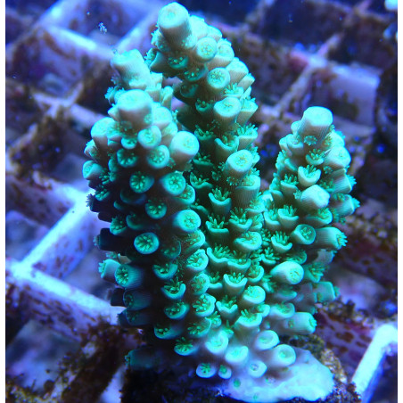 Acropora Tenius WYSIWYG