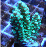 Acropora Tenius WYSIWYG