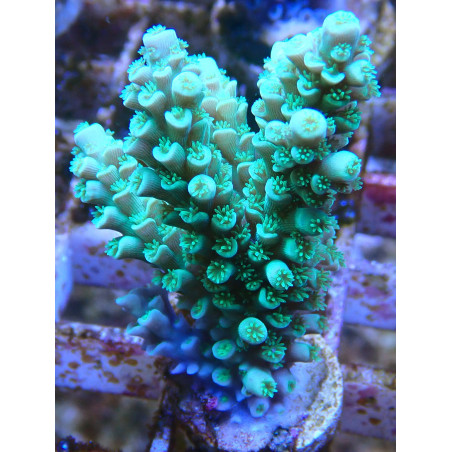 Acropora Tenius WYSIWYG