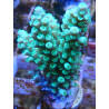 Acropora Tenius WYSIWYG