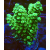 Acropora Tenius WYSIWYG