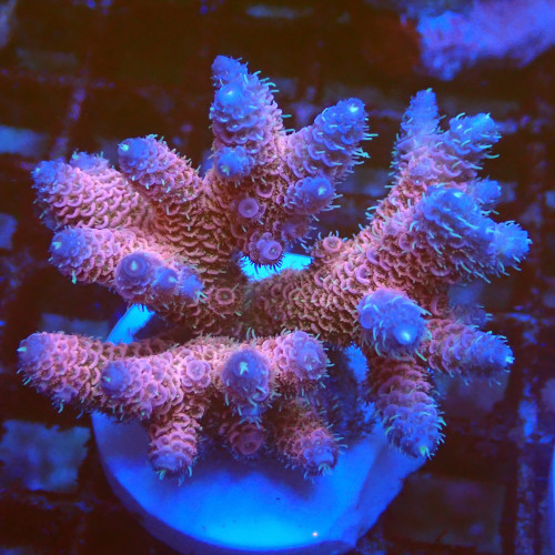 Acropora millepora WYSIWYG