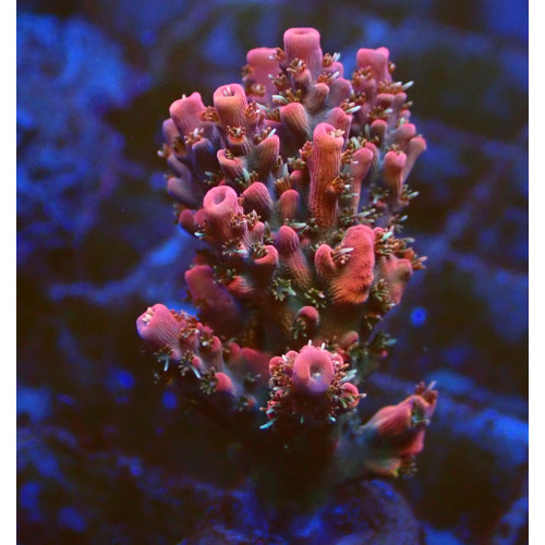 Acropora confetti WYSIWYG