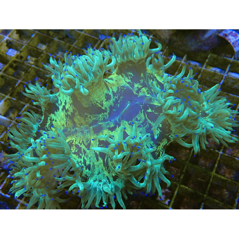 Catalaphyllia jardinei 12-18cm (ouvert) pointe de beu WYSIWYG