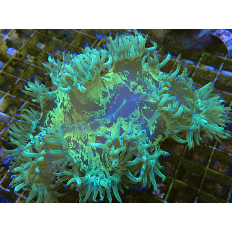 Catalaphyllia jardinei 12-18cm (ouvert) pointe de beu WYSIWYG