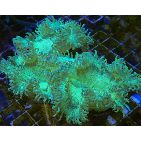 Catalaphyllia jardinei 12-18cm (ouvert) pointe de beu WYSIWYG