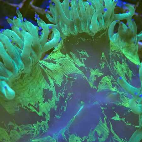 Catalaphyllia jardinei 12-18cm (ouvert) pointe de beu WYSIWYG