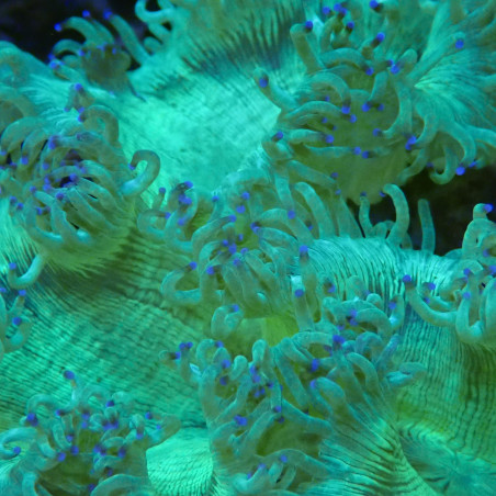 Catalaphyllia jardinei 12-18cm (ouvert) pointe de beu WYSIWYG