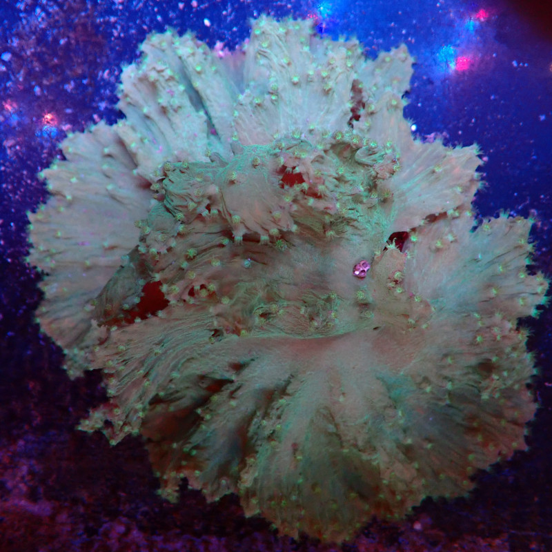 Sinularia dura WYSIWYG