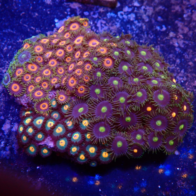 Zoanthus combo WYSIWYG