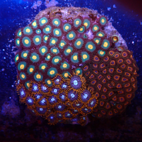 Zoanthus combo WYSIWYG