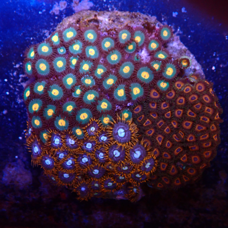 Zoanthus combo WYSIWYG