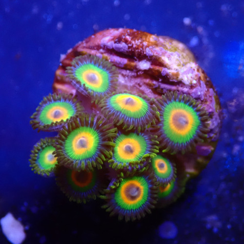 Zoanthus rasta WYSIWYG