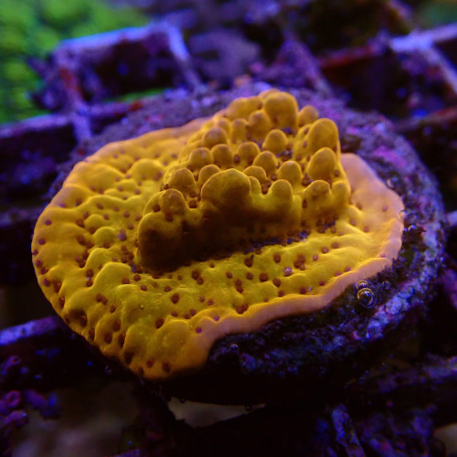 Montipora orange WYSIWYG