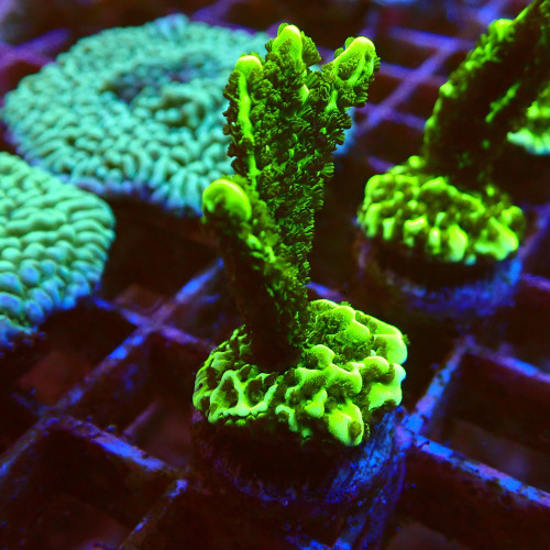 Montipora Confusa WYSIWYG