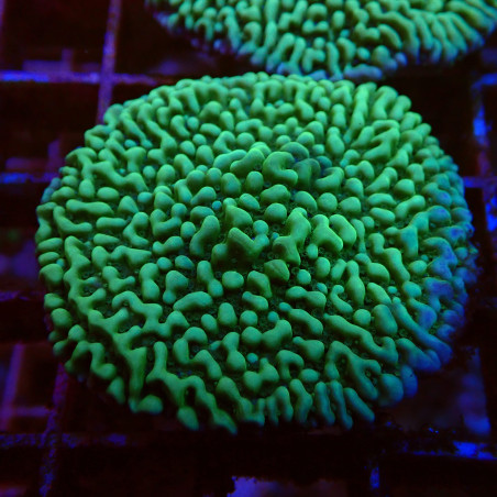 Montipora Danae 1 WYSIWYG