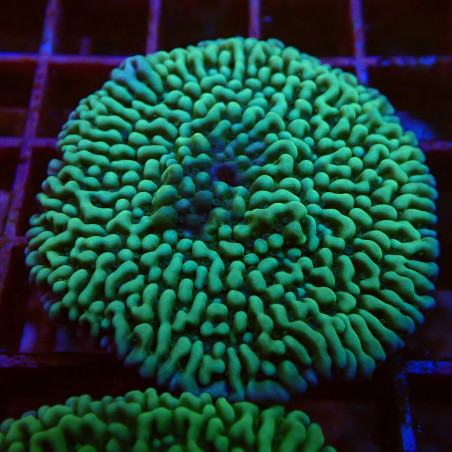 Montipora Danae 2 WYSIWYG
