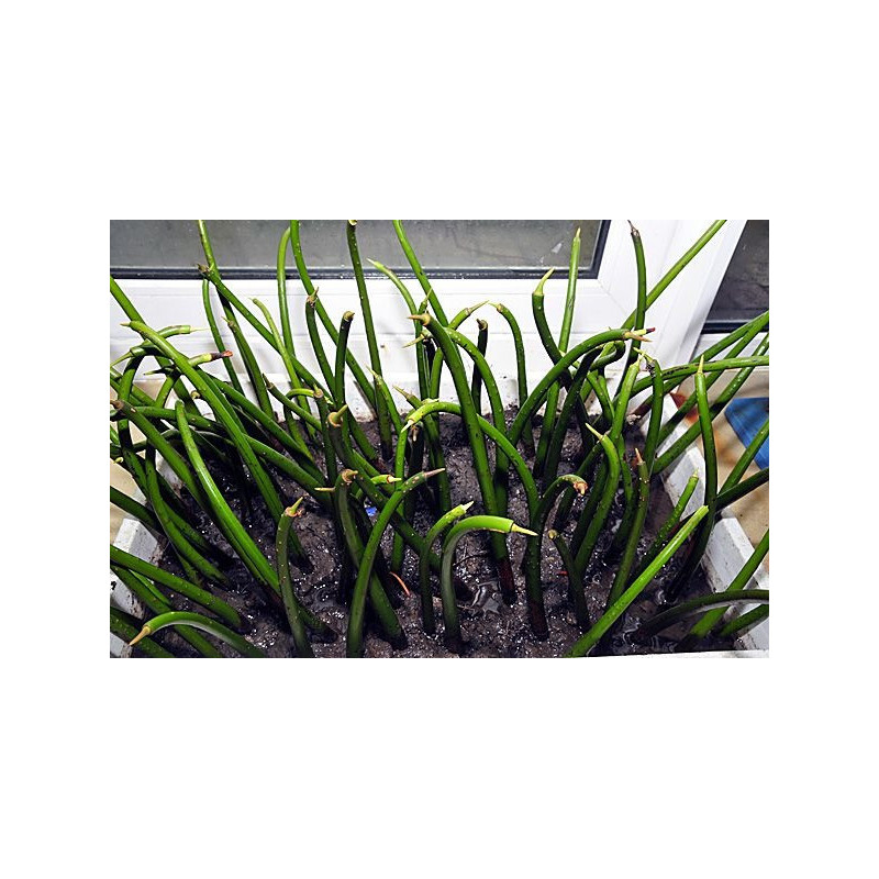 Palétuvier Rhizophora mangle x1 unité