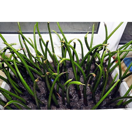 Palétuvier Rhizophora mangle x1 unité