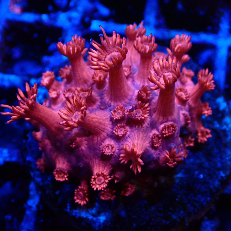 Goniopora Rouge 01 WYSIWYG