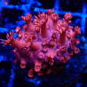 Goniopora Rouge 01 WYSIWYG