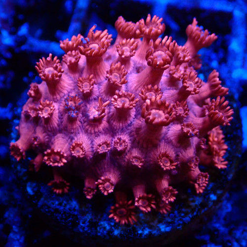 Goniopora Rouge 02 WYSIWYG