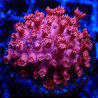 Goniopora Rouge 02 WYSIWYG