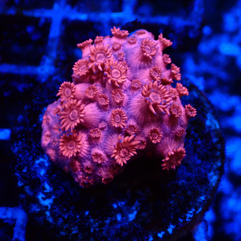Goniopora Rouge 03 WYSIWYG
