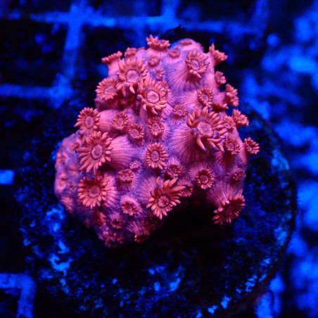 Goniopora Rouge 03 WYSIWYG