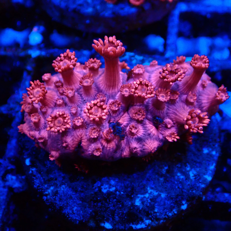 Goniopora Rouge 04 WYSIWYG